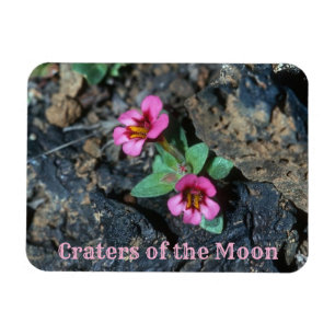 Blume, die im Lavafelsen wachsen, Mond-Kratern Magnet