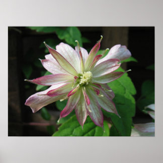 Blume drei poster