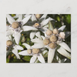 Blume Edelweiss Postkarte