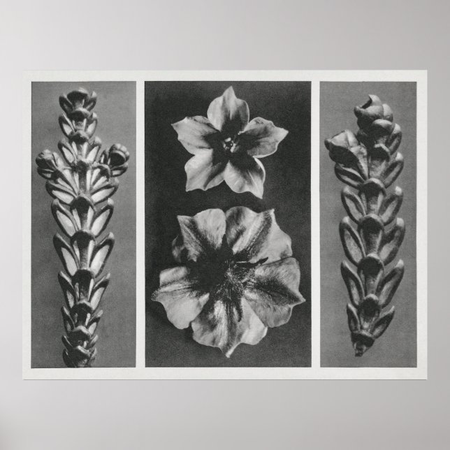 Blume erweitert poster (Vorne)