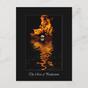 Blume Feuer und Weißrosen Romantik Postkarte