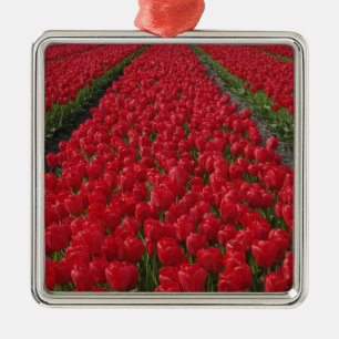 Blume field of tulips, Niederlande, Holland Ornament Aus Metall