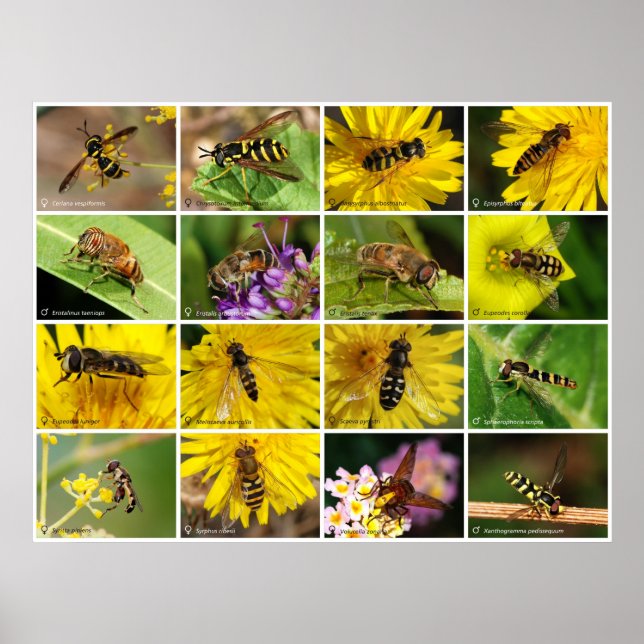 Blume Fliegen Poster (Vorne)