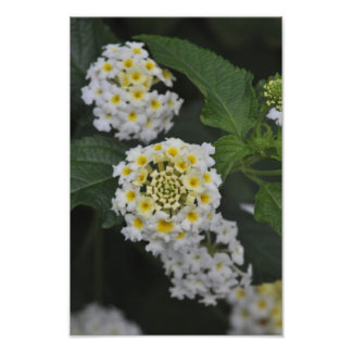 Blume - Flores Fotodruck