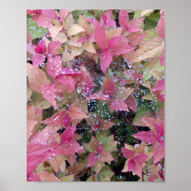 Blume Foto Poster (Vorne)