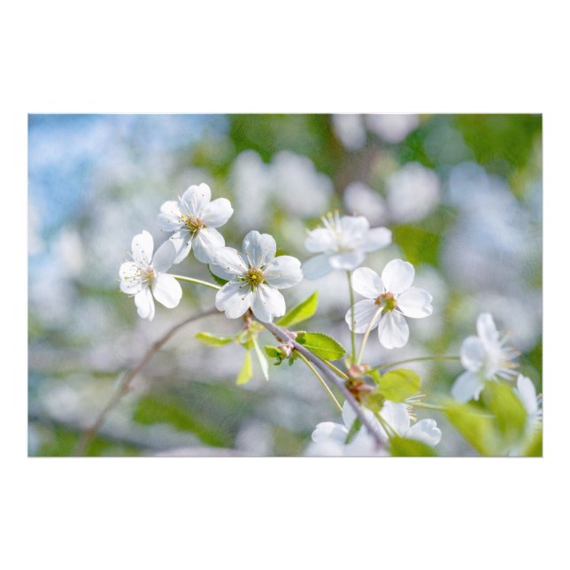 Blume Fotodruck (Vorne)