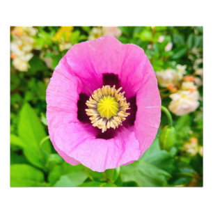 Blume Fotodruck