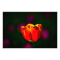 Blume