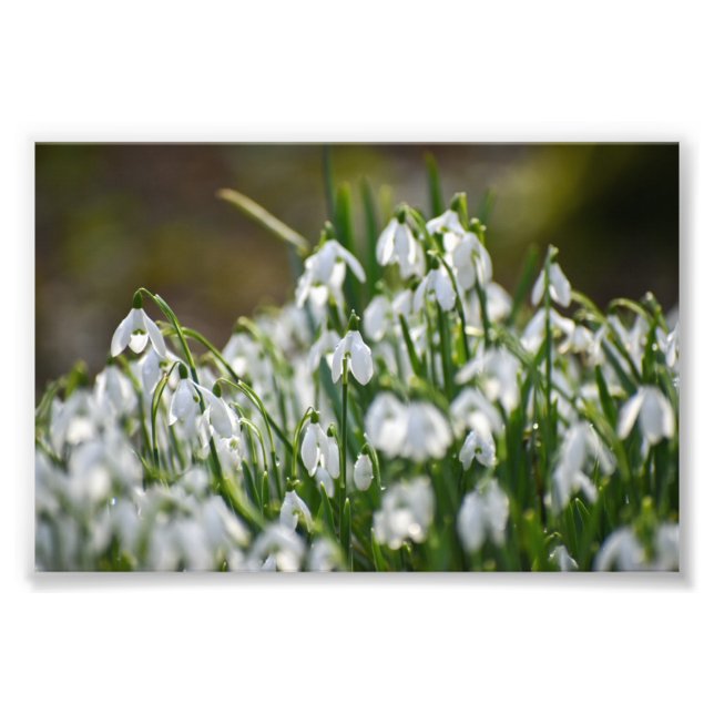 Blume Fotodruck (Vorne)