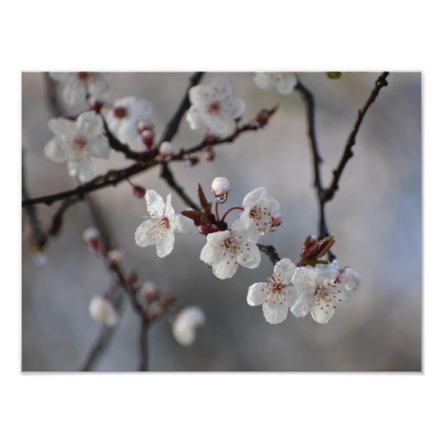 Blume Fotodruck (Vorne)