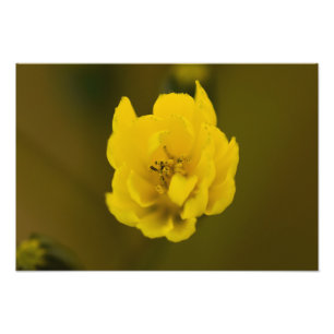 Blume Fotodruck