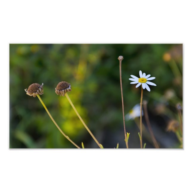 Blume Fotodruck (Vorne)