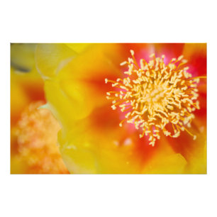 Blume Fotodruck