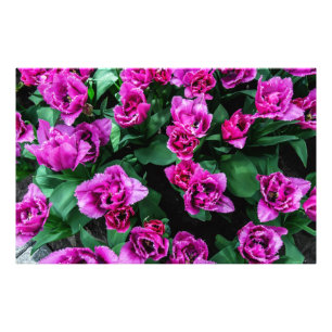 Blume Fotodruck