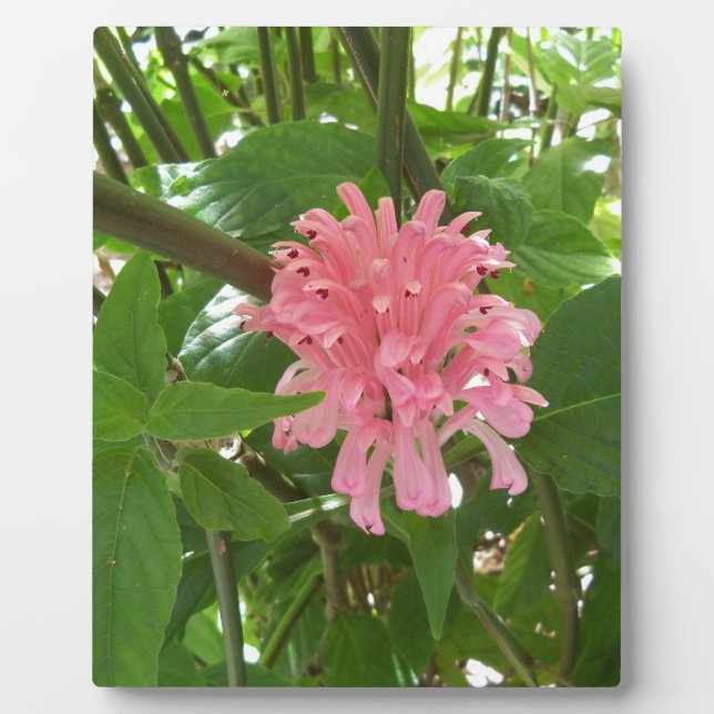 Blume Fotoplatte (Vorderseite)