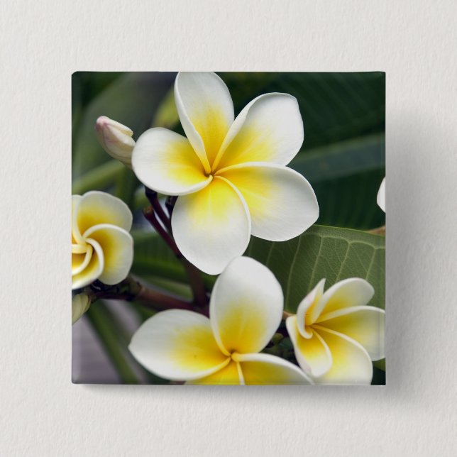 Blume Frangipani Button (Vorderseite)