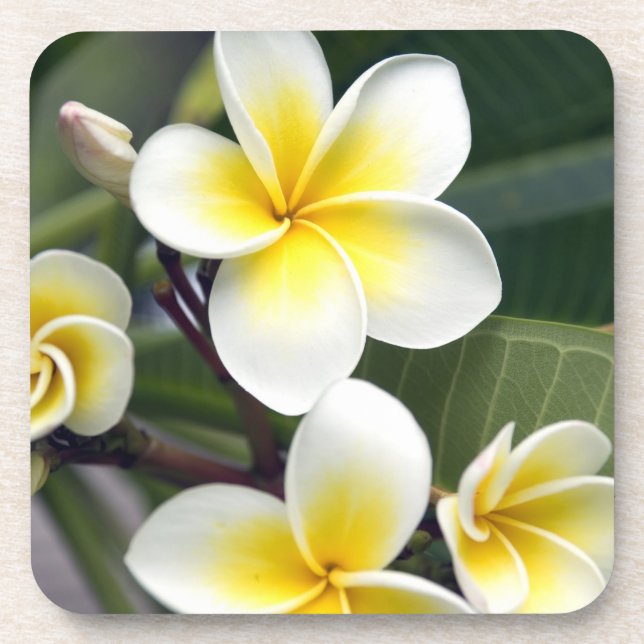 Blume Frangipani Untersetzer (Vorderseite)