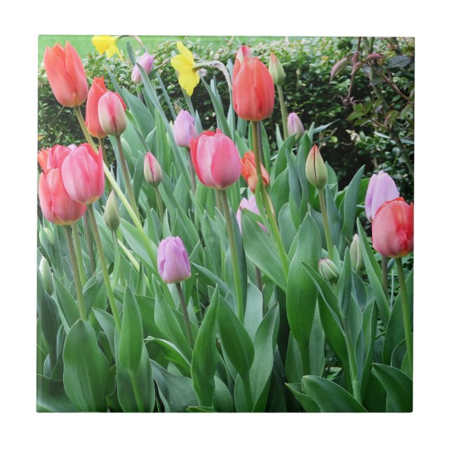 Blume, Frühling, schön, Hintergrund, Tulpe, Fliese (Vorderseite)