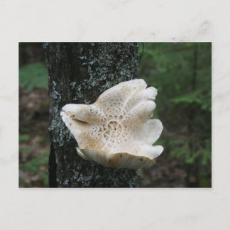 Blume Fungus Postkarte