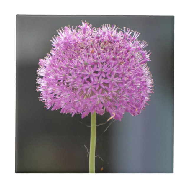 Blume für alle fliese (Vorderseite)