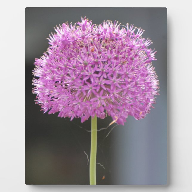 Blume für alle fotoplatte (Vorderseite)