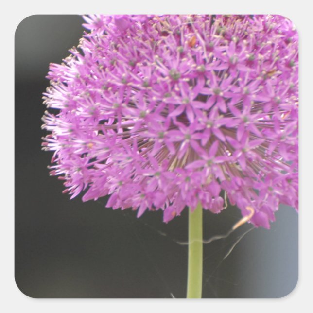 Blume für alle quadratischer aufkleber (Vorderseite)
