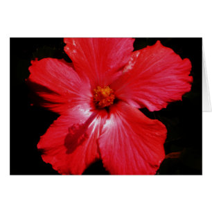Blume für den roten Hibiskus in Rot