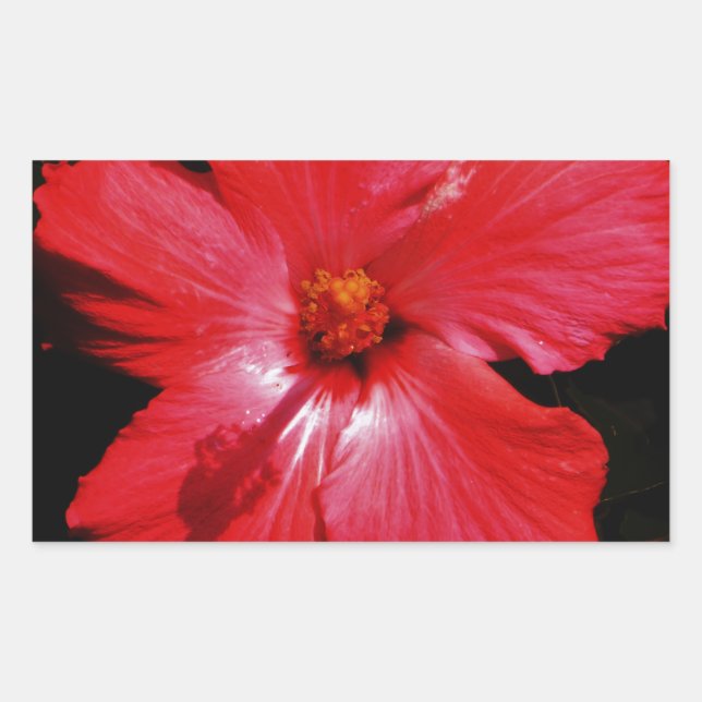 Blume für den roten Hibiskus in Rot Rechteckiger Aufkleber (Vorderseite)