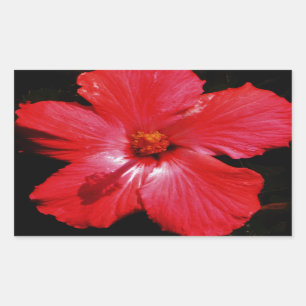 Blume für den roten Hibiskus in Rot Rechteckiger Aufkleber