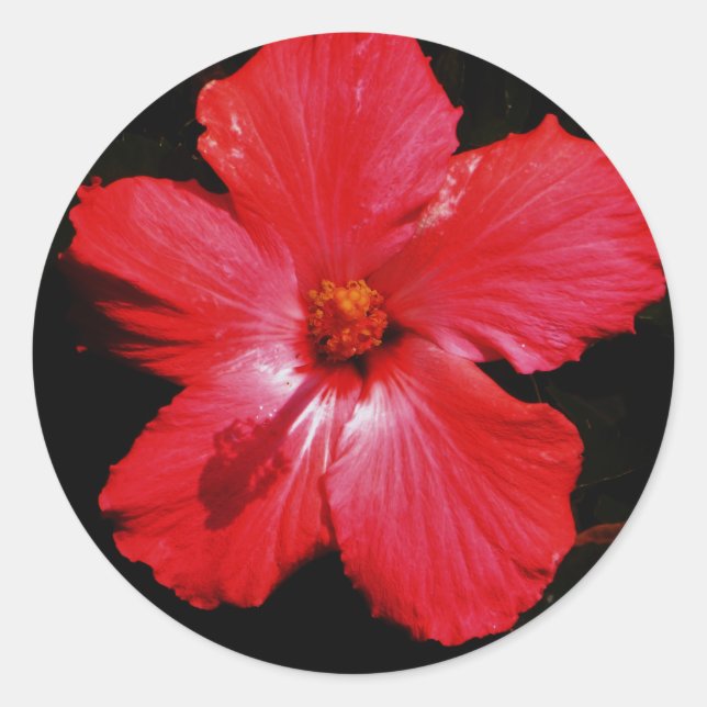 Blume für den roten Hibiskus in Rot Runder Aufkleber (Vorderseite)