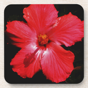 Blume für den roten Hibiskus in Rot Untersetzer