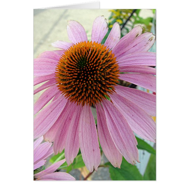 Blume für den Verkauf (Vorne)