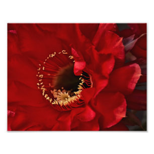 Blume für Feuerlichtkaktus Fotodruck
