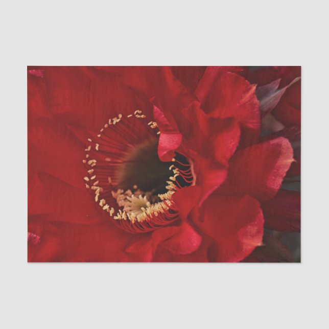 Blume für Feuerlichtkaktus Seidenpapier (Vorderseite)