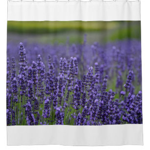 Blume für hübschen lila Lavendel Duschvorhang