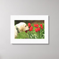 Blume für Hunde Lieben