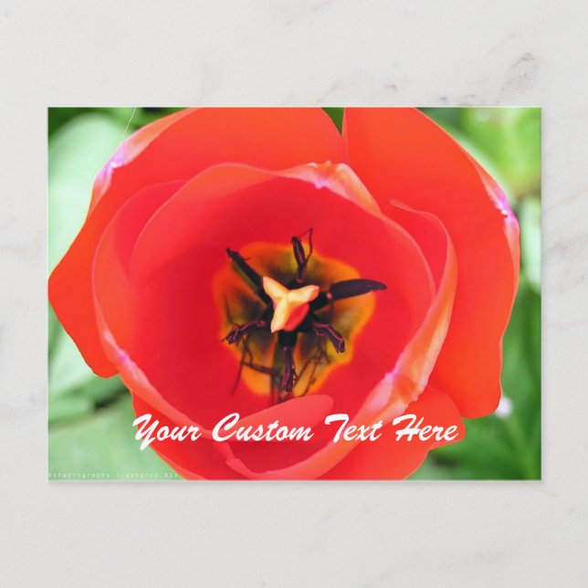 Blume für Red Tulip Macro Benutzerdefinierter Text Postkarte (Vorderseite)