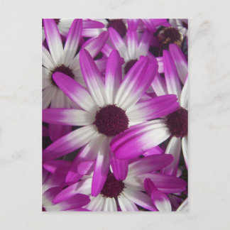 Blume Galore Postkarte
