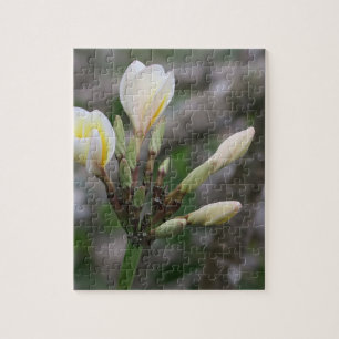 Blume, Garten, Sommer, Natur, Bougainvillea