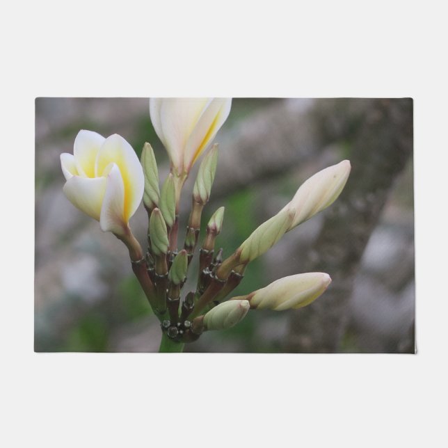 Blume, Garten, Sommer, Natur, Bougainvillea Fußmatte (Vorderseite)