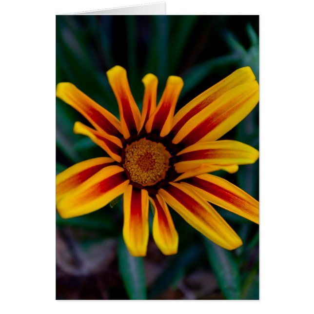 Blume Gazania (Vorne)