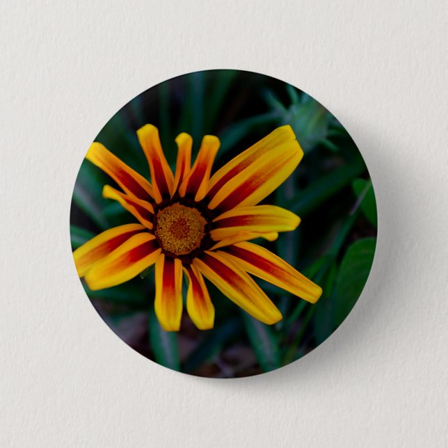 Blume Gazania Button (Vorderseite)