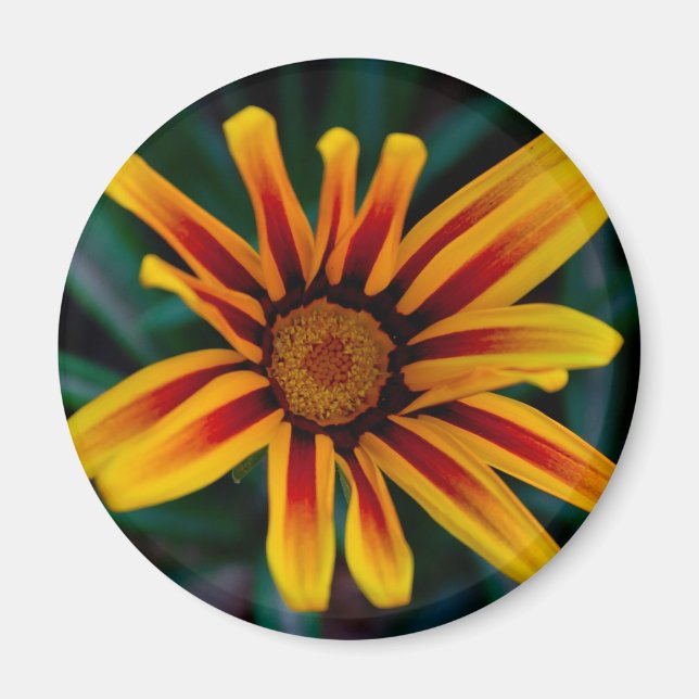 Blume Gazania Magnet (Vorne)