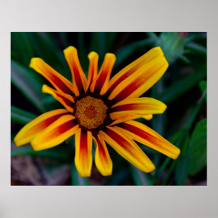 Blume Gazania Poster