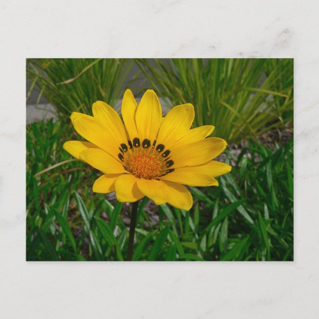 Blume Gazania Postkarte (Vorderseite)
