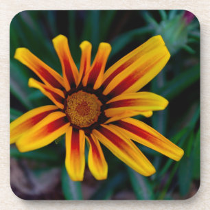 Blume Gazania Untersetzer