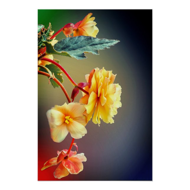 Blume, Gelbblumen, Petalen Poster (Vorderseite)