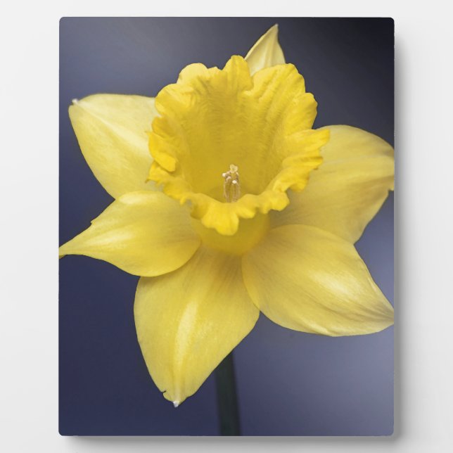 Blume Gelbe Narzisse Aquarellfarbe Fotoplatte (Vorderseite)