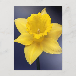 Blume Gelbe Narzisse Aquarellfarbe Postkarte