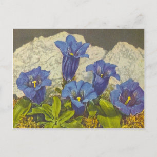 Blume Gentian Postkarte